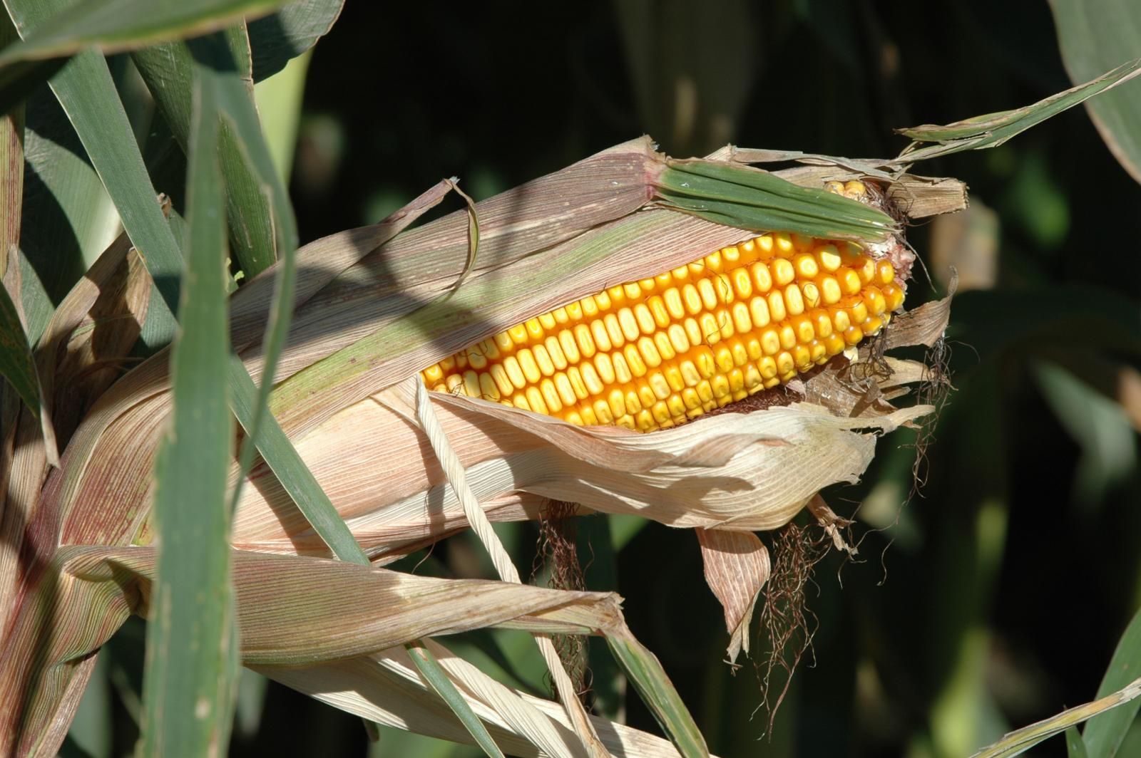 Ear of corn