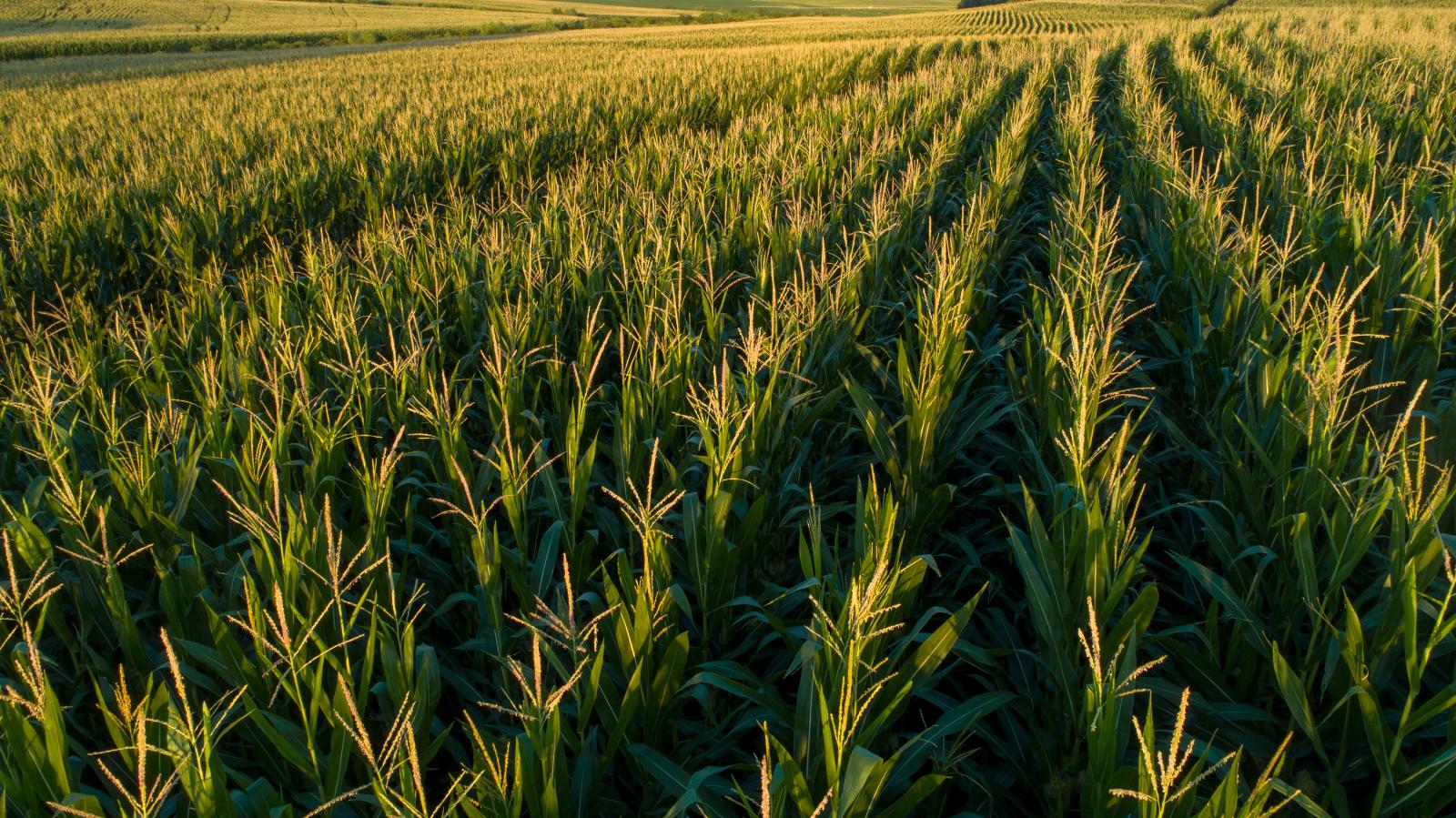 Nebraska Corn Field