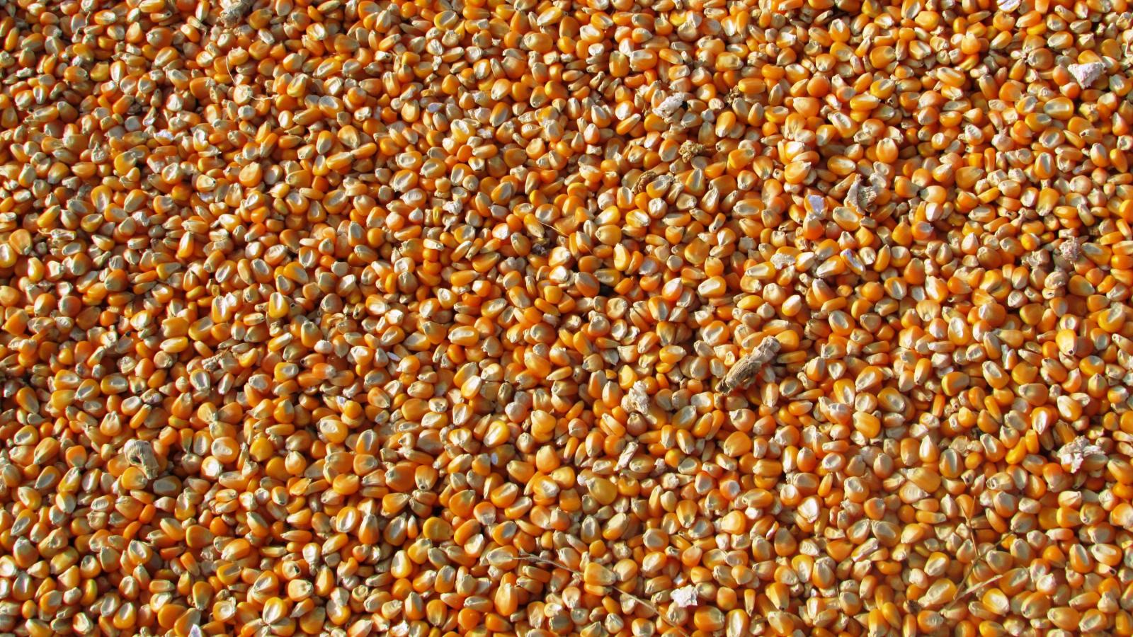 Kernals of corn
