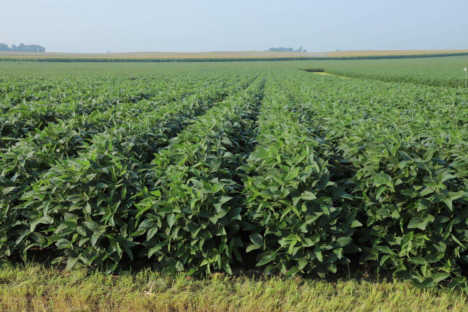 soybeans