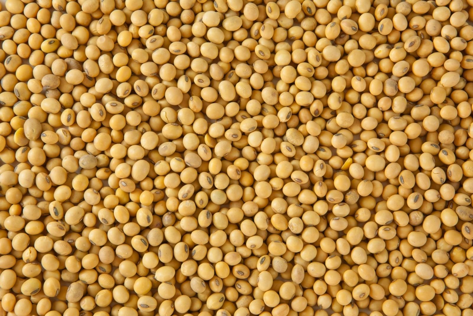 soybeans