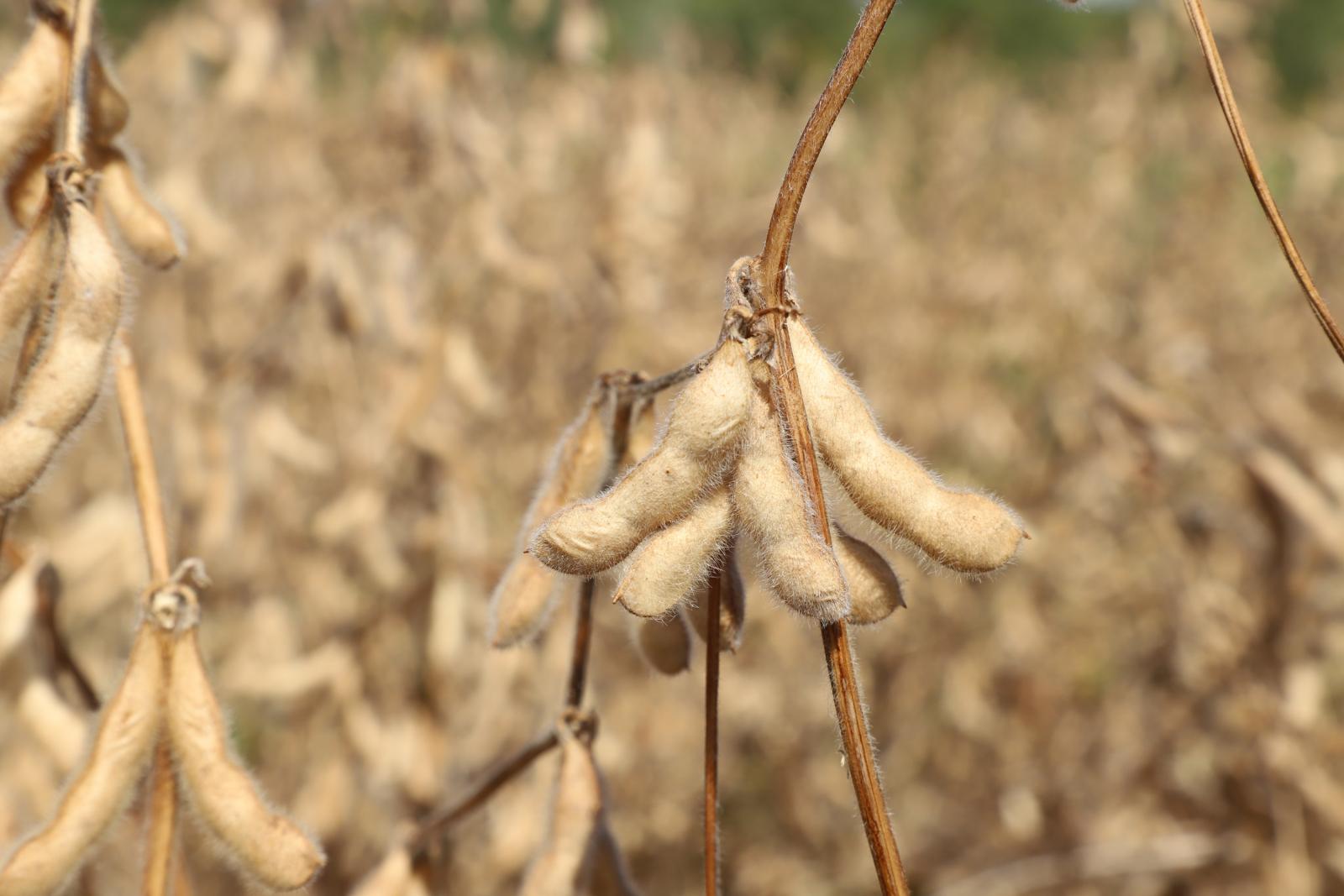 soybeans